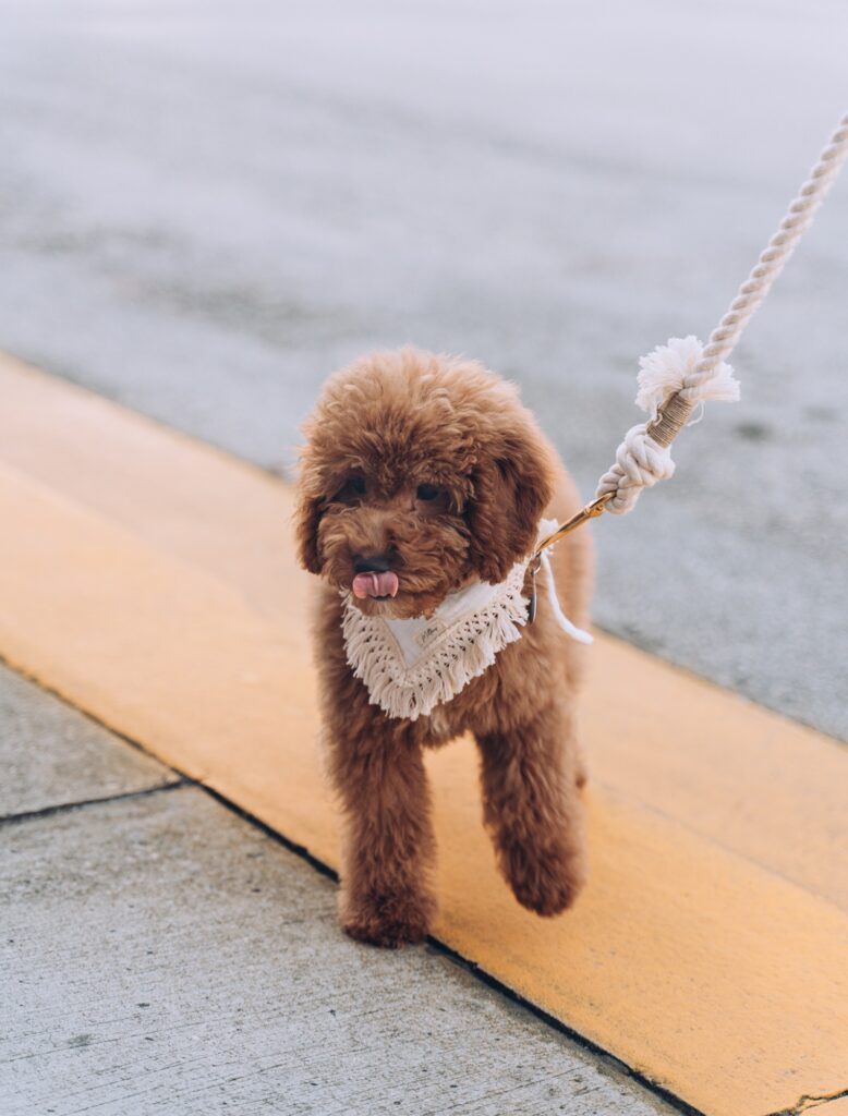 Cute fluffy puppy dog walking on a leash